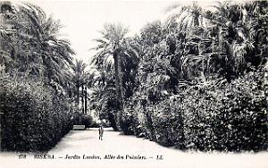 Biskra - Jardin Landon-Allee des palmiers